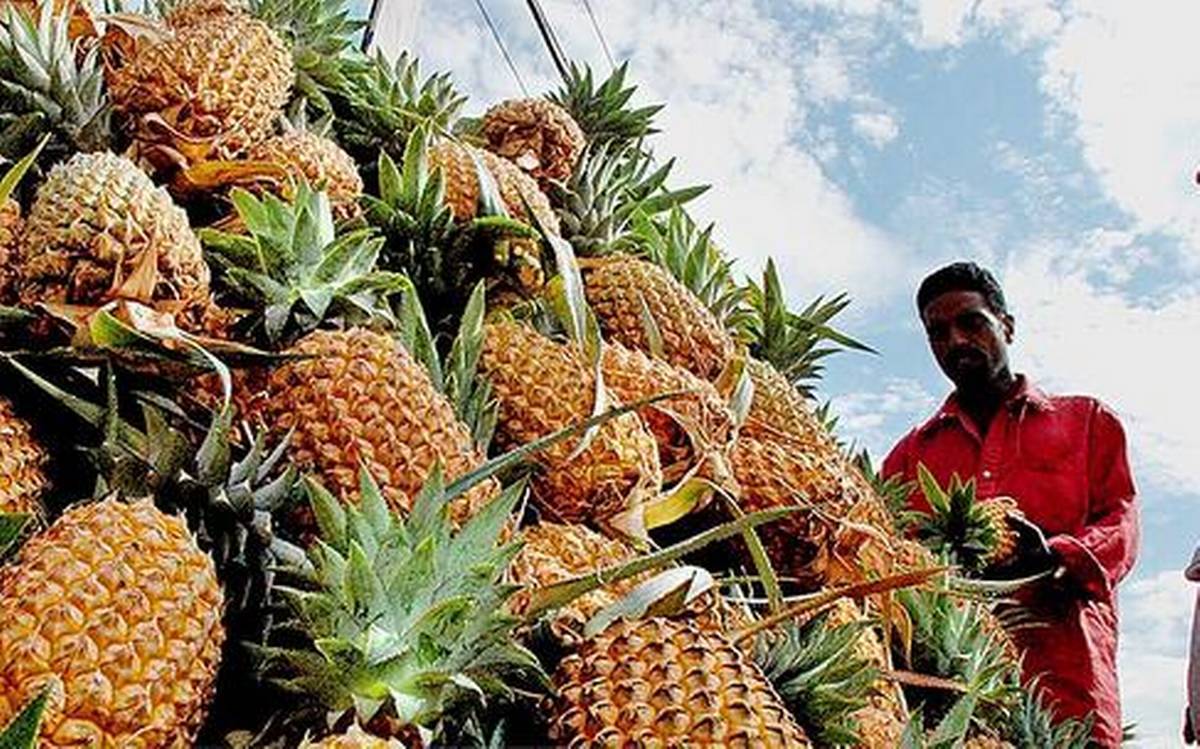 Farmers Harvesting Pineapples