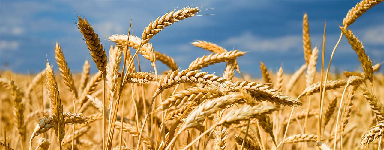 Area sown with wheat rose by 3.36 percent