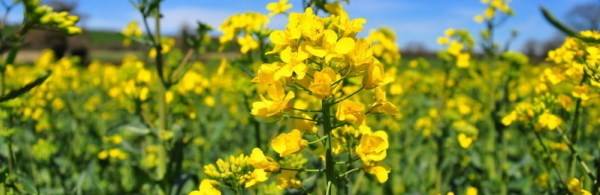 Top 6 Mustard Pests And How To Prevent Them