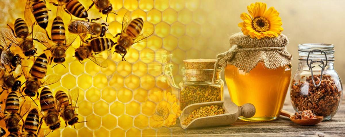 PAU is holding 21-day winter school on Apiculture