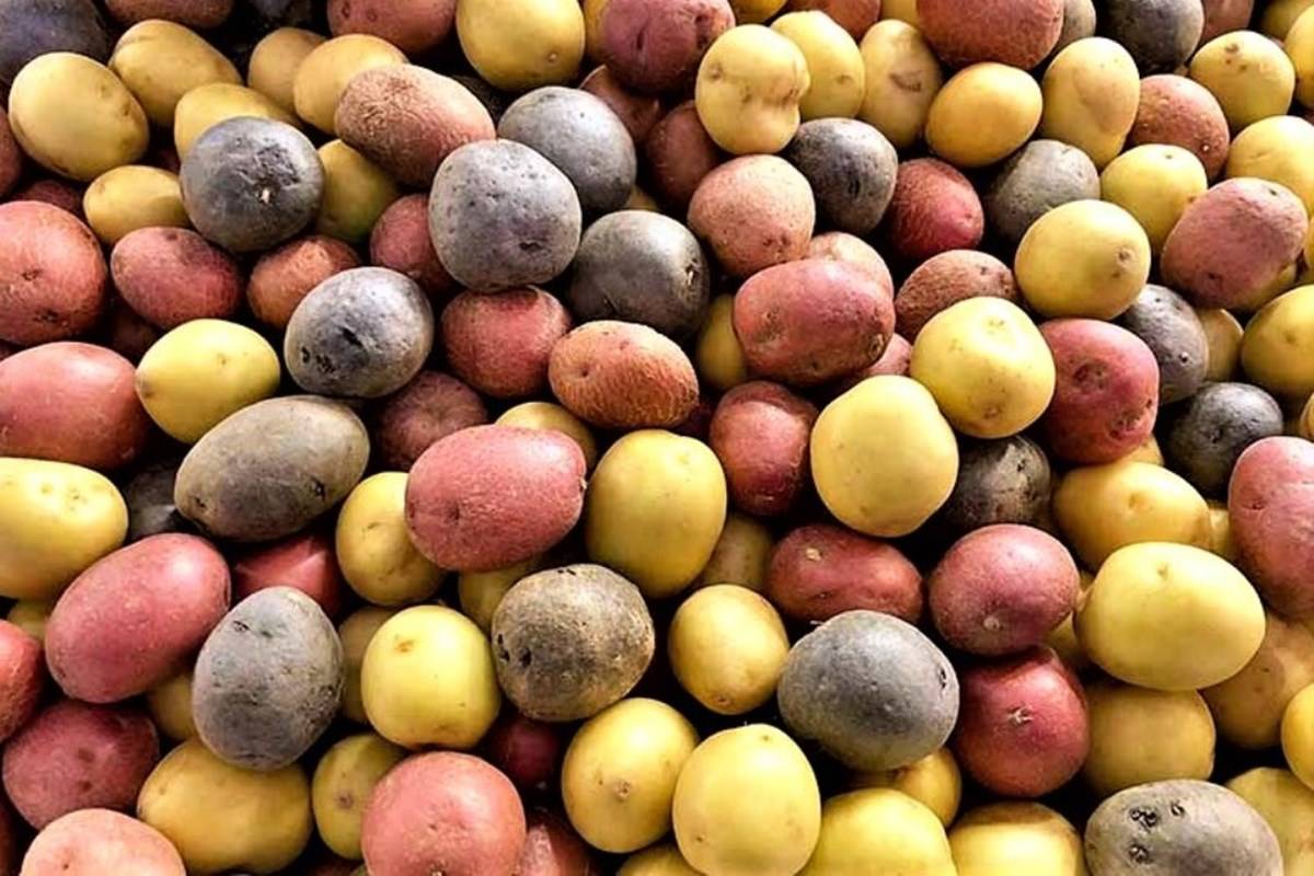 11 Most Popular & Productive Potatoes