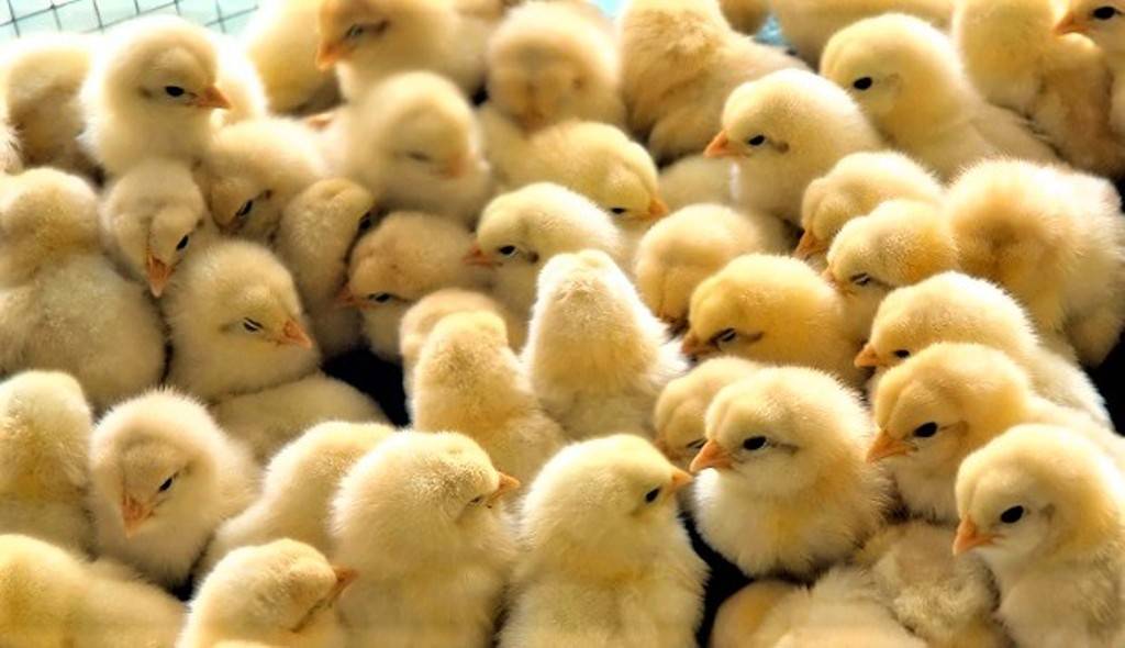 Chicks