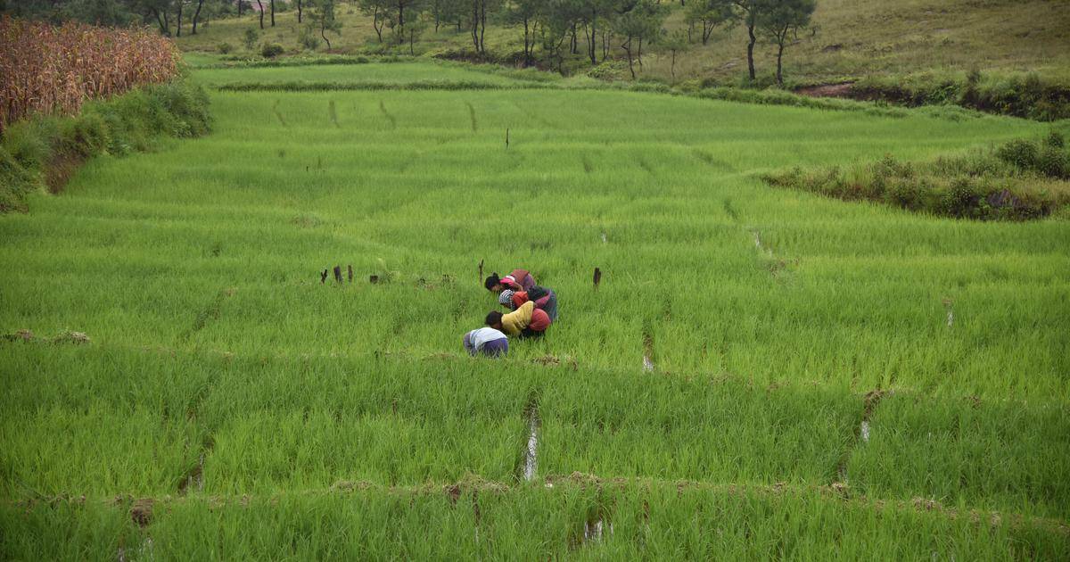 Farmland In Meghalaya