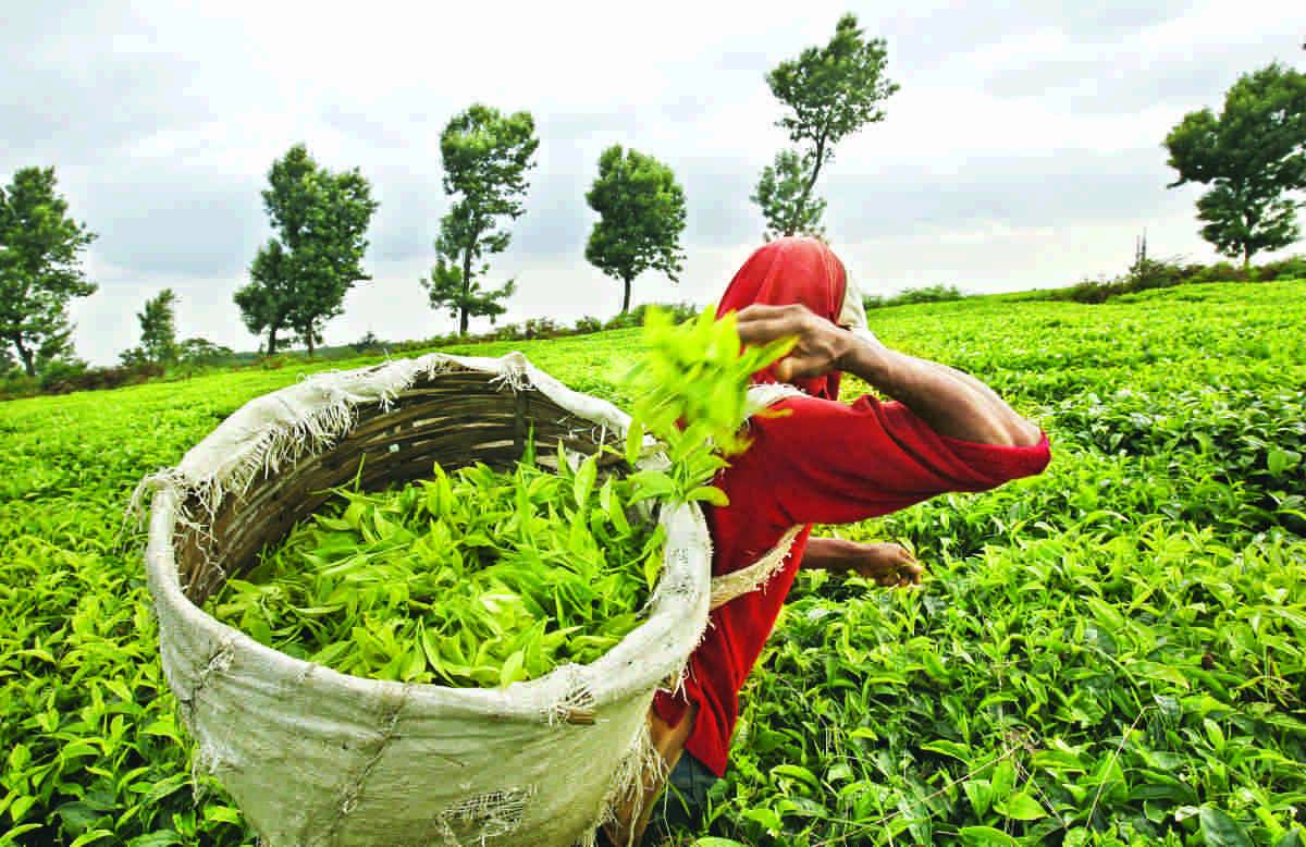 Omicron variant of Coronavirus is causing a new challenge and concern to India’s winter tea exports