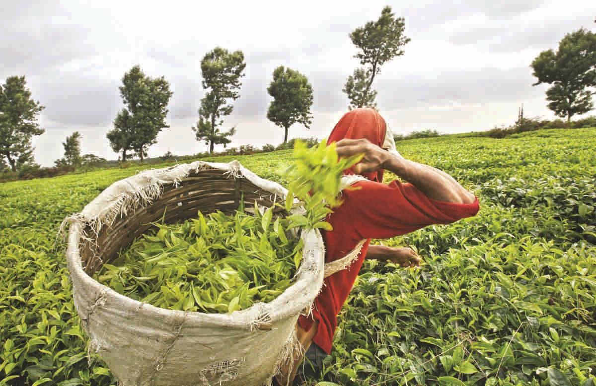 Omicron variant of Coronavirus is causing a new challenge and concern to India’s winter tea exports