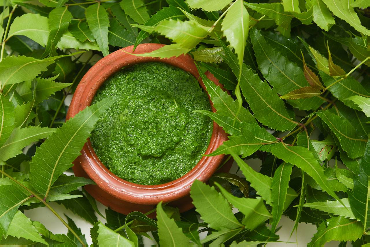 Neem leaves and its paste