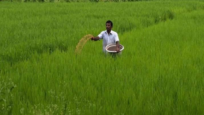 farmers opting for complex fertilizers due to DAP shortage