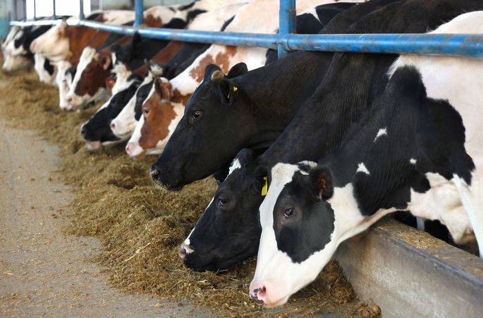 Cows eating dry fodder