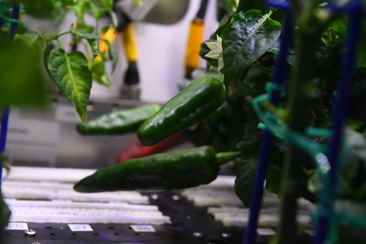 Hatch Chile peppers grown in the microgravity under PH-04 experiment