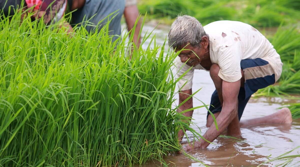 Insurance Companies to Settle Crop Loss Claims of Farmers