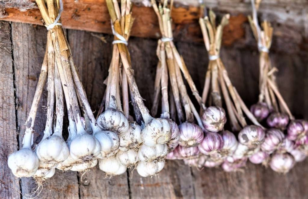 Garlic Braiding