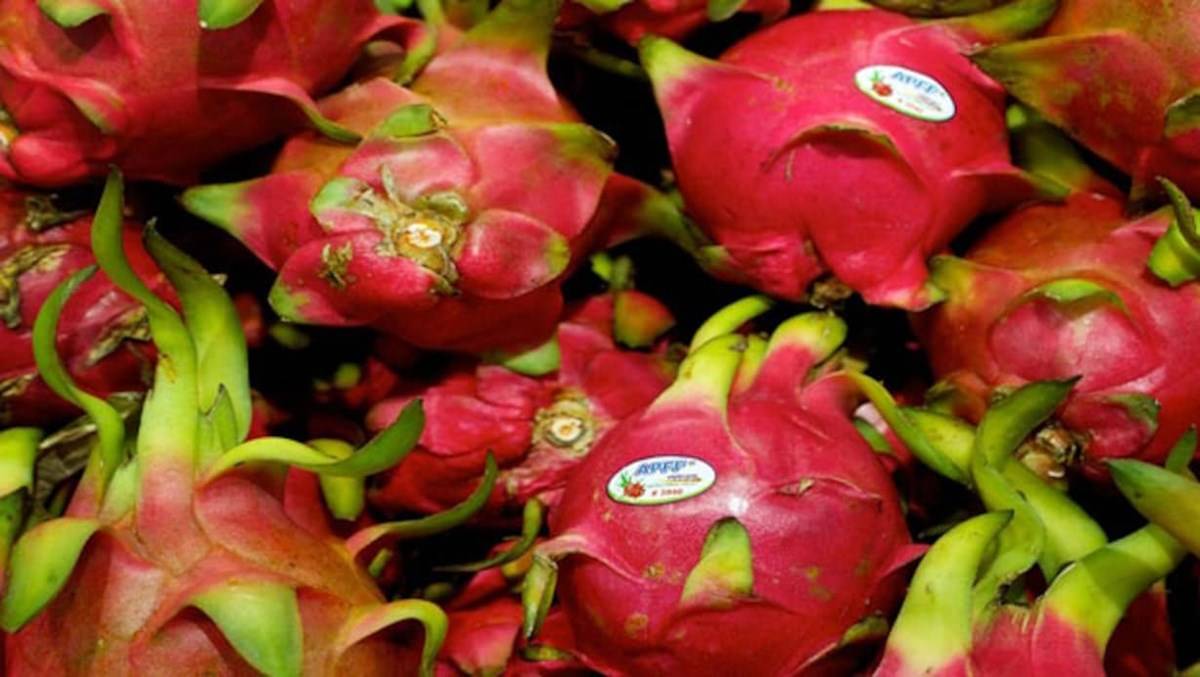 Dragon Fruit