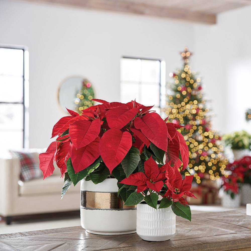 Poinsettia