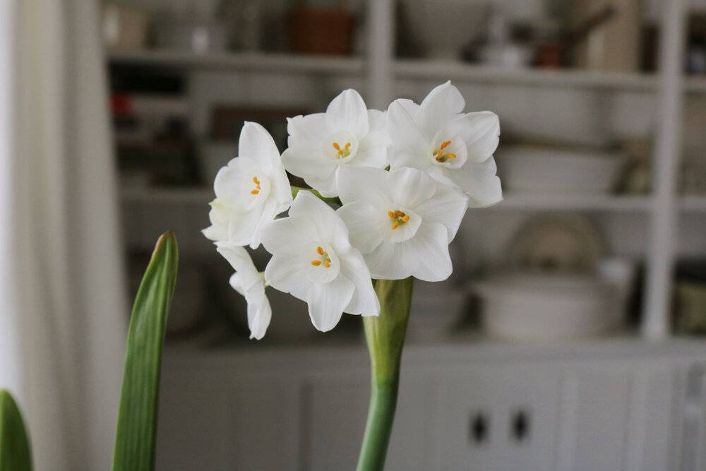 Paperwhite Narcissus