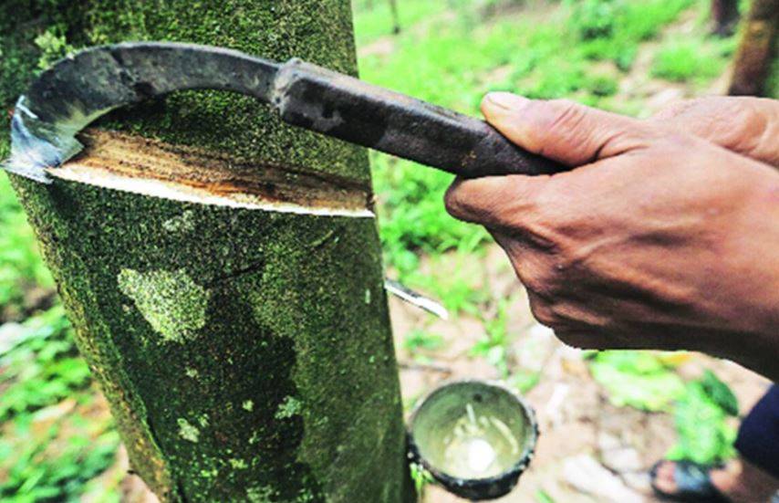 Rubber Farmer Carving  a Rubber tree