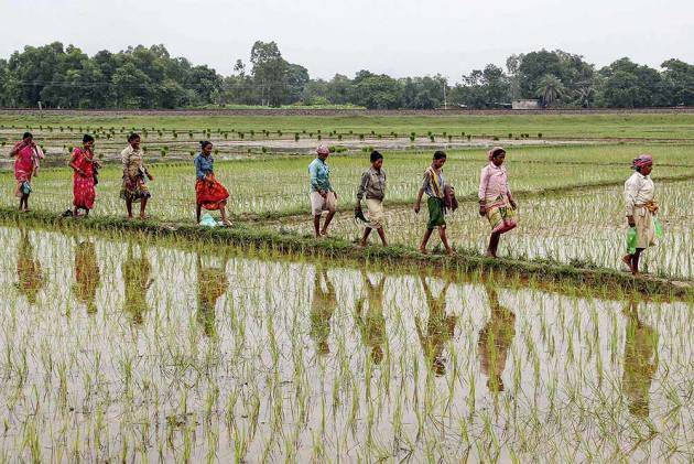 Farmers in Bengal Benefit From Salt-Tolerant Paddy Production