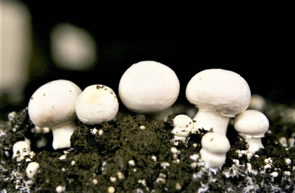 Button Mushrooms