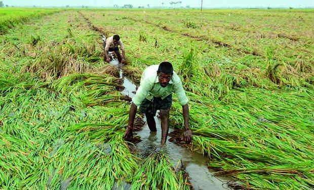 Farmers to Avoid Paddy Cultivation During Rabi Season