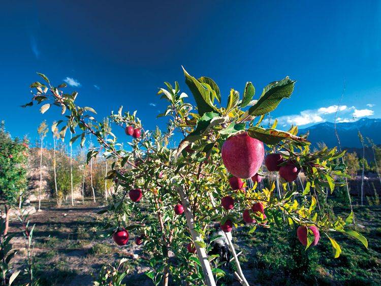 Apple Orchard in Kashmir