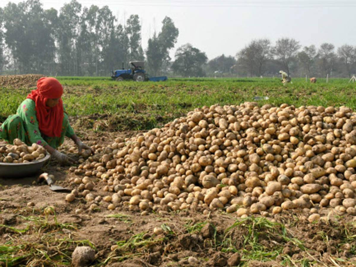 Potato Prices Set to Shoot up