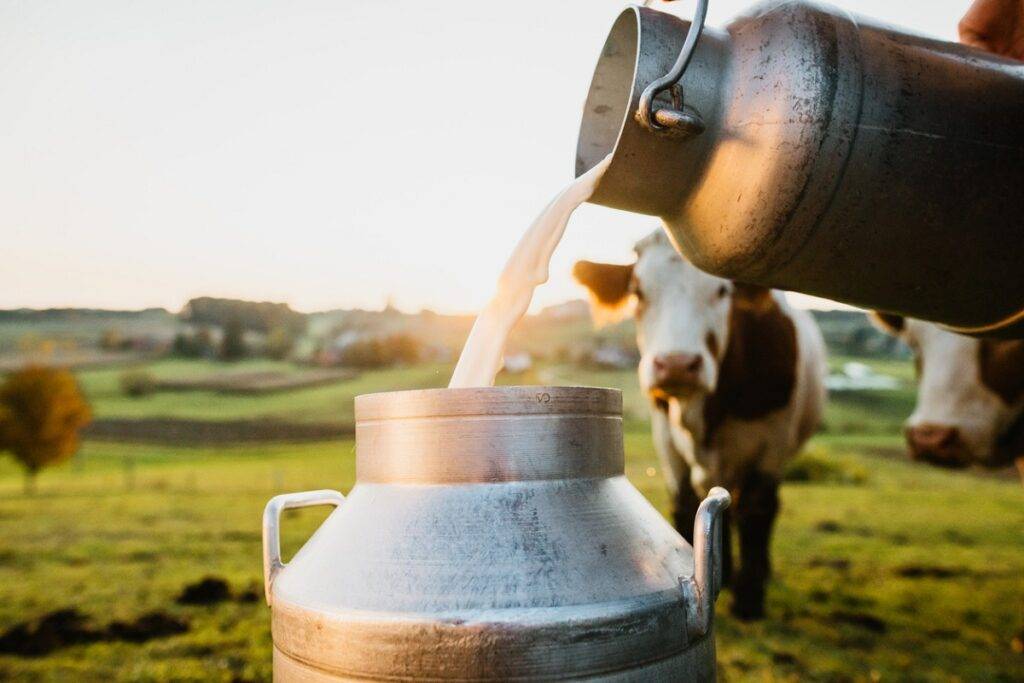 Milk Output in the Northeast Increased