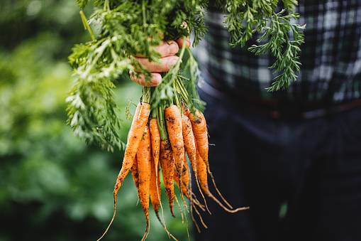 Fresh Organic Carrots