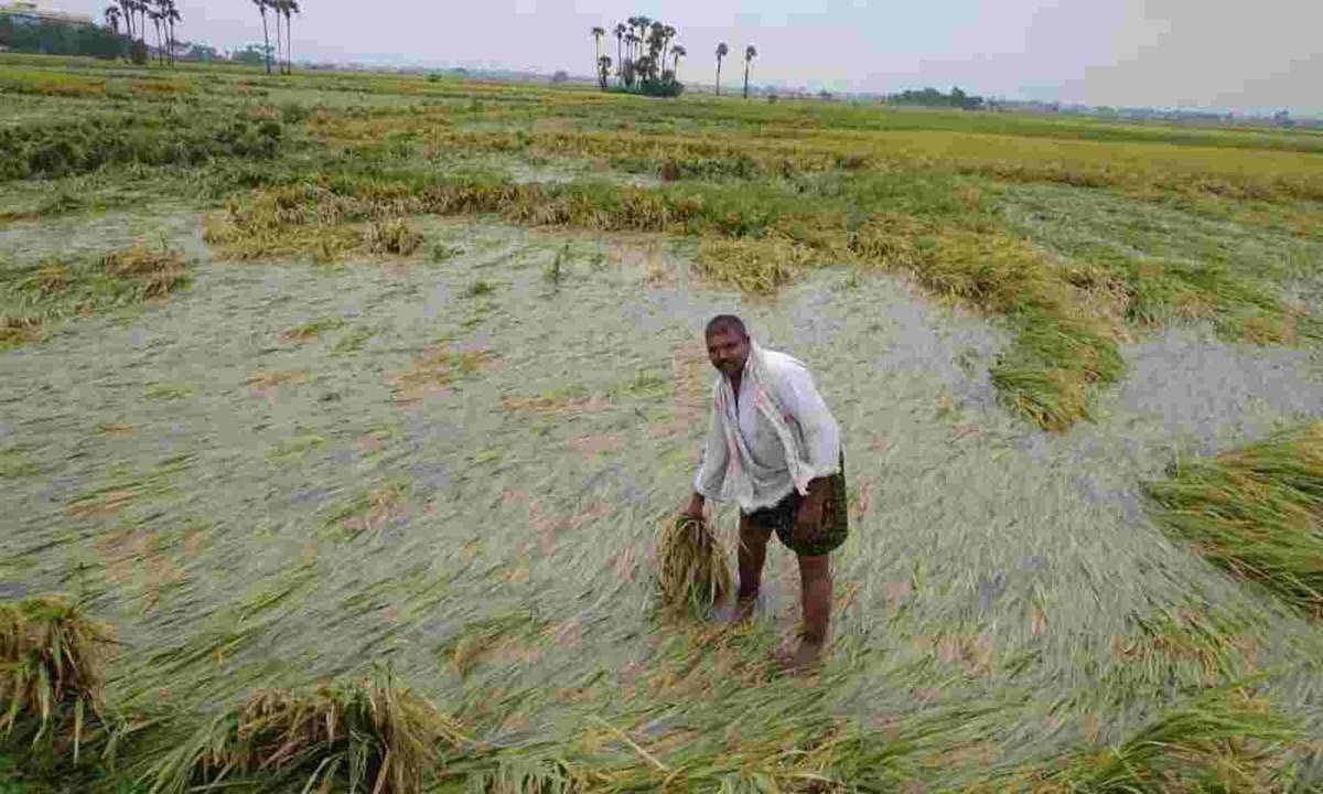 Cyclone Jawad Caused Huge Loss to Paddy Farmers
