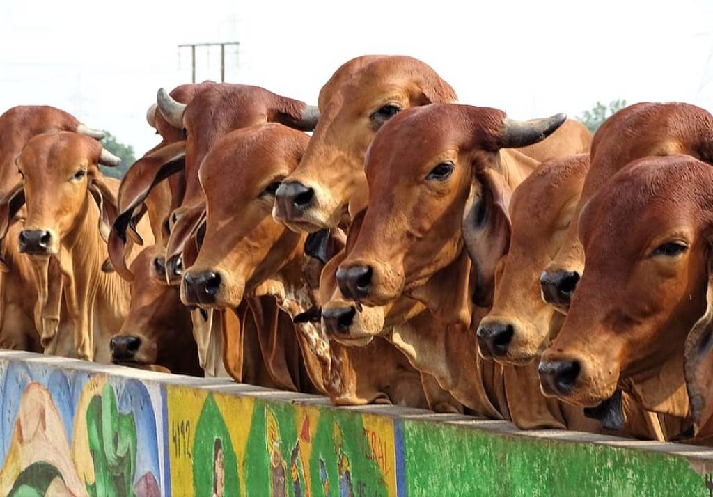 Cattle