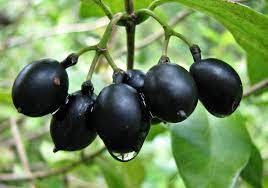 Black plum /Jamun (Syzygiumcuminii L.)