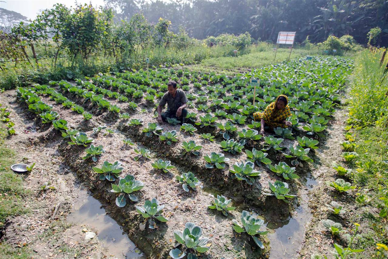 Saline Farming