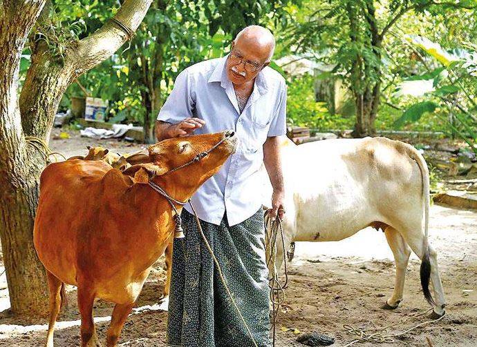 Man With His Cows