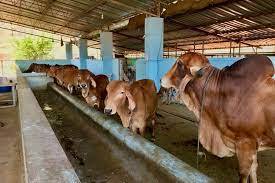 Dairy Farmers Will Get Rs.40000 Annually