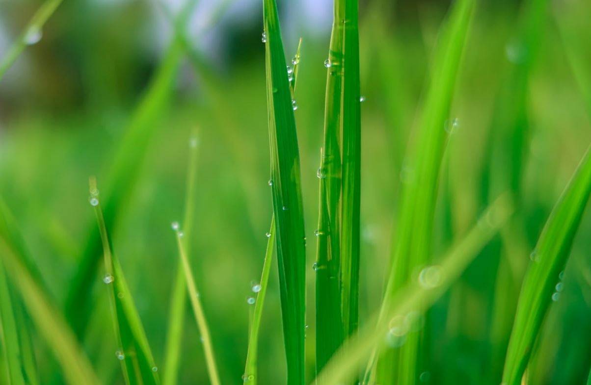 Grass Leaf