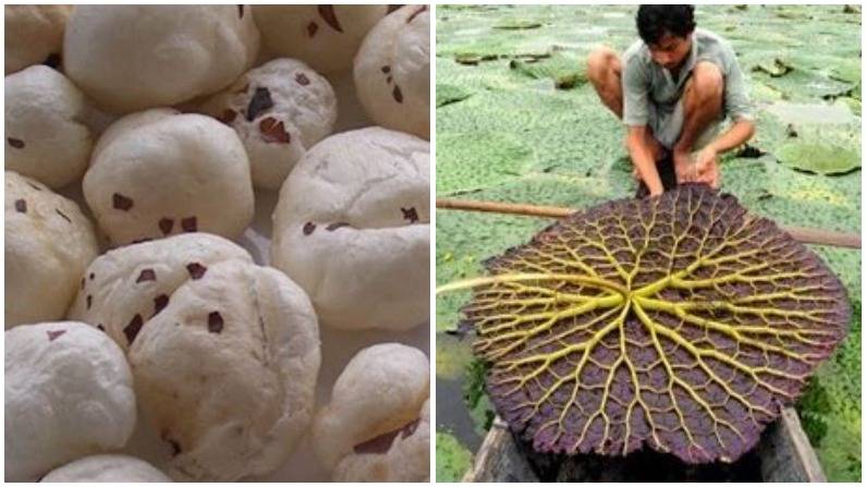 Makhana Cultivation