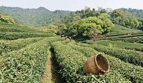 Farm in India