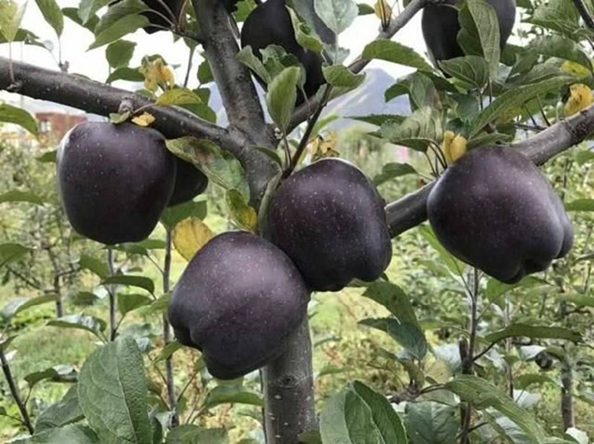 Black apple on the branches of tree