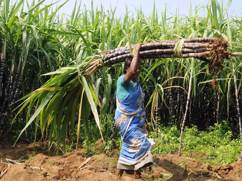 Sugarcane Farmer