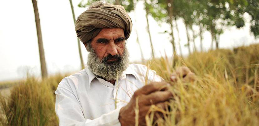 Farmer In A Field