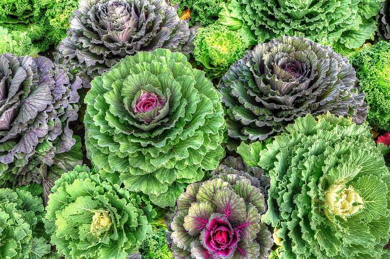 Decorative Cabbages