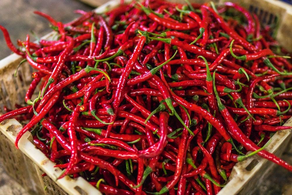 Insect Devastates 9 Lakh Acres of Chilli Crop