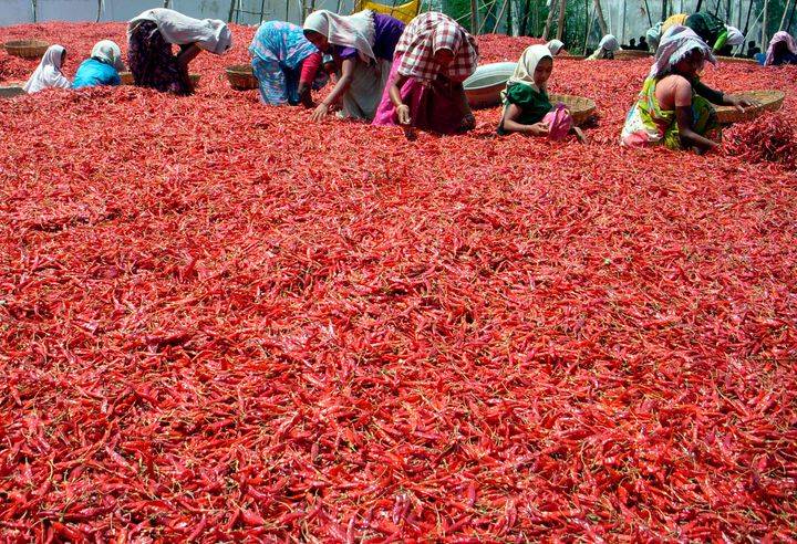 Harvested Chillies