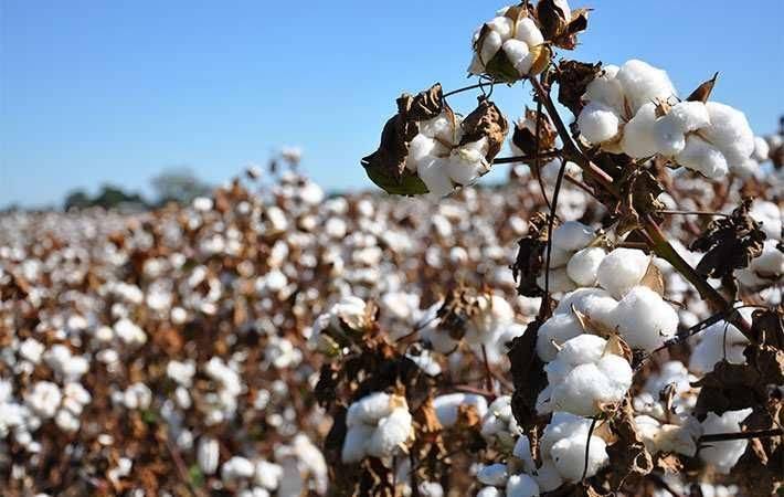 India’s Cotton Picking to Rise