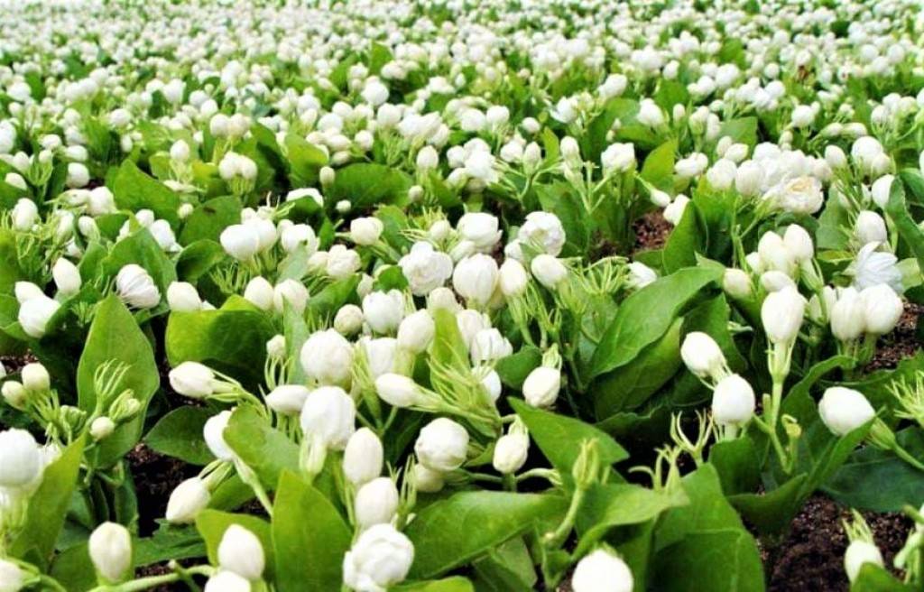 Madurai Jasmine Flower