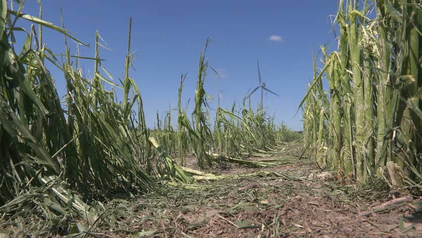Destroyed Maize field
