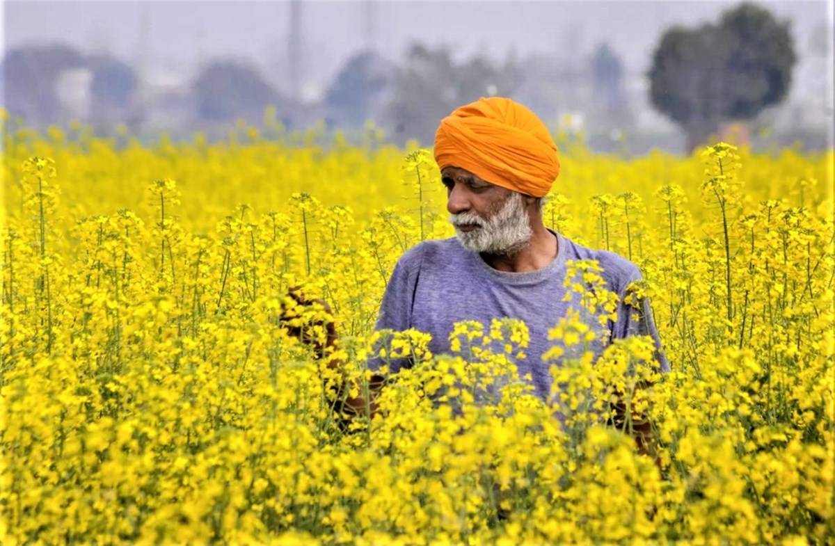 Farmer in the Mustard Field