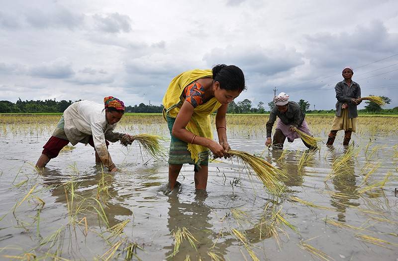 Farmers planting rice plants