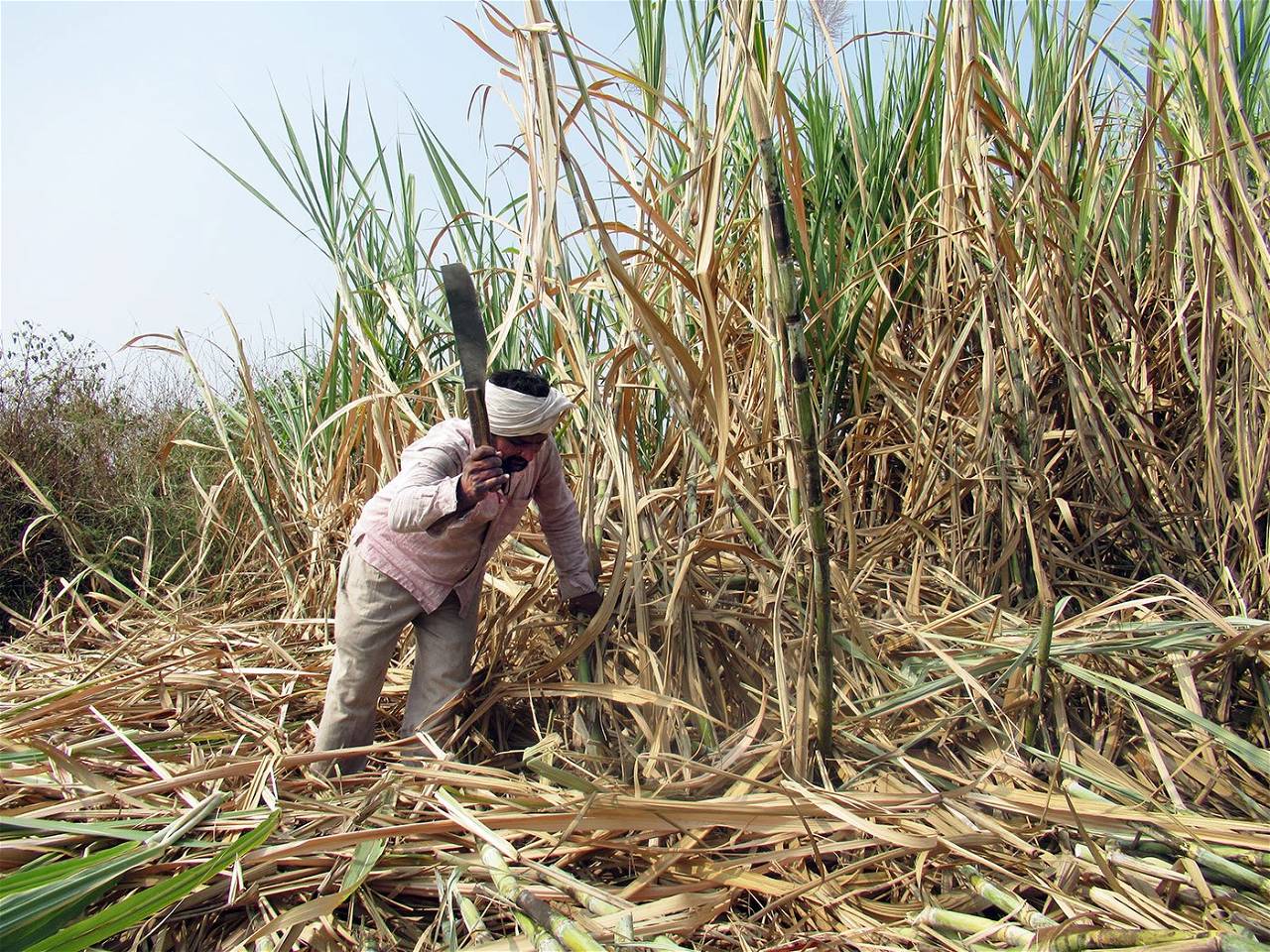 MLCs  Demand Ethanol Policy & Insurance for Sugarcane