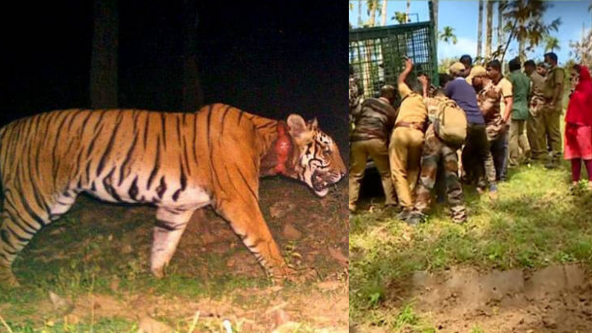 Tiger Triggers Panic in Wayanad; Kumki Elephants Deployed to Trace the Wild  Animal