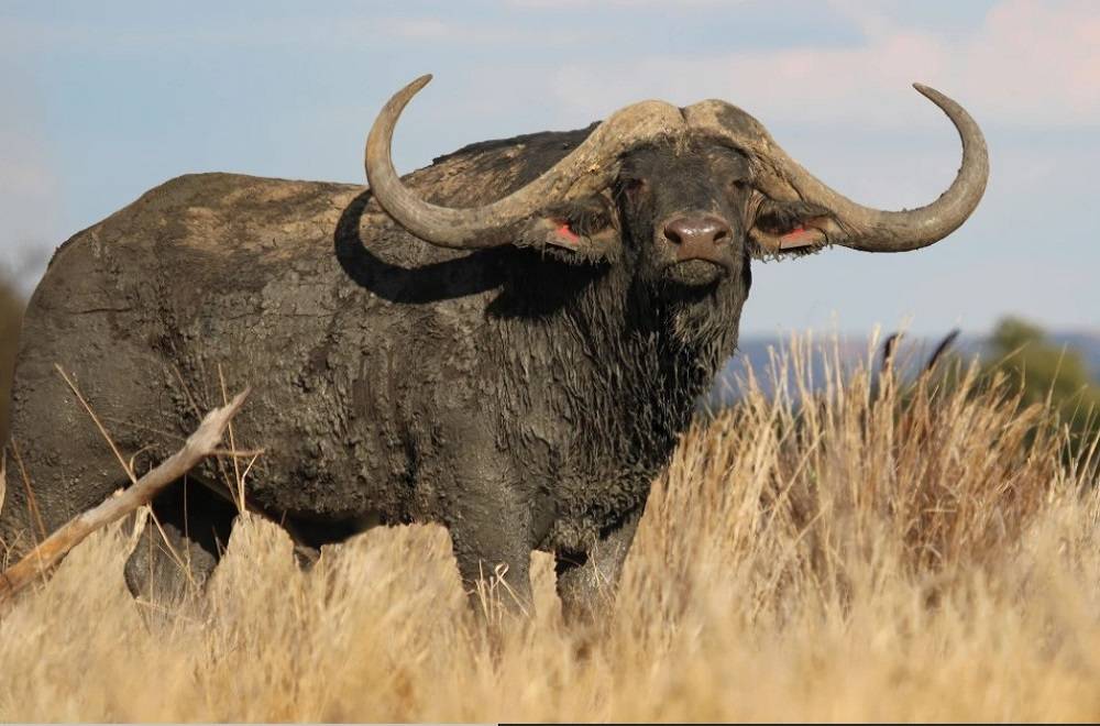 World’s Most Expensive Buffalo