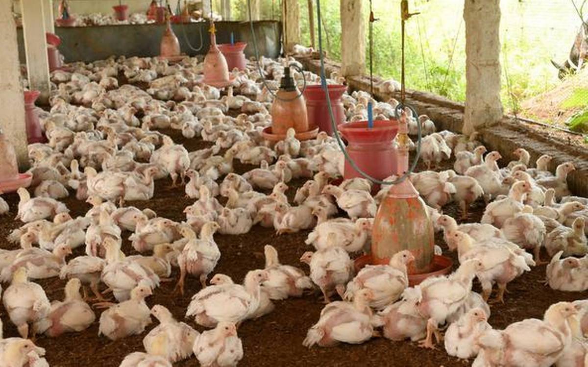 CPCB to Issue Guidelines for Poultry Farms